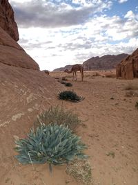 Voyage En Jordanie Et Marche Dans Le Désert