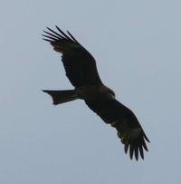 Séjour Chamanique En Sibérie